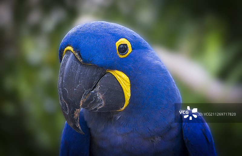 蓝色鹦鹉的画像图片素材