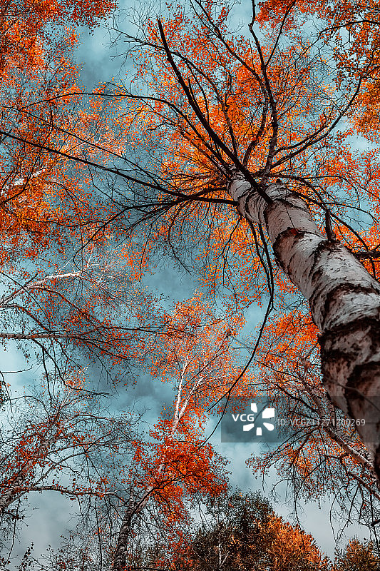 新疆待甫森国家森林公园白桦树，秋天的味道。图片素材