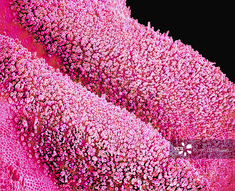 大花蕙兰的花瓣图片素材