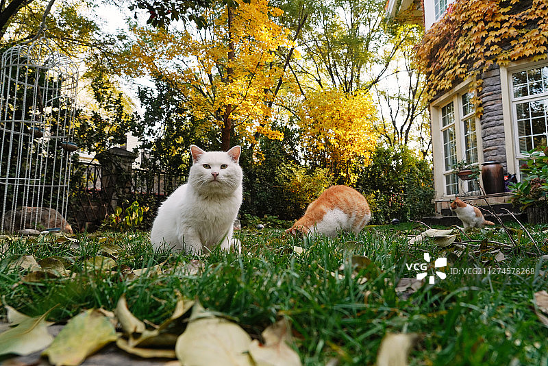 私家别墅的庭院里的猫图片素材