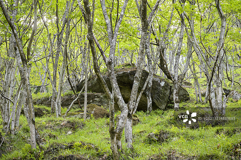唐家河自然保护区第二生长林图片素材