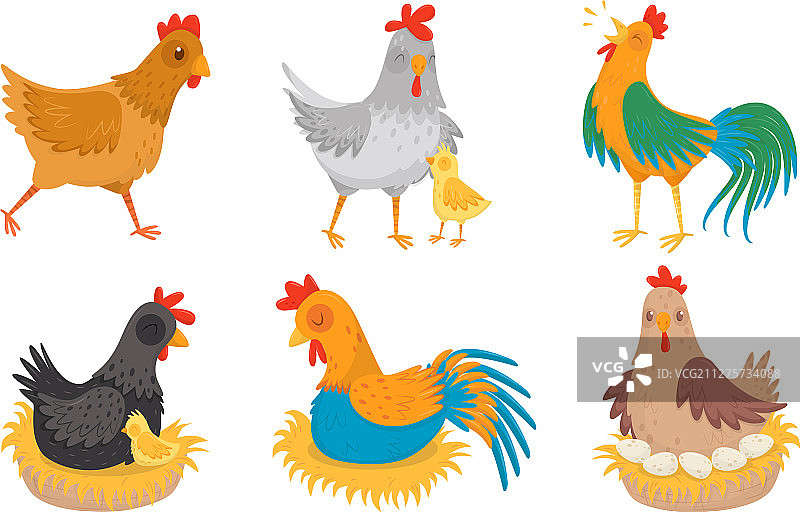 农场母鸡和公鸡与bacicken图片素材