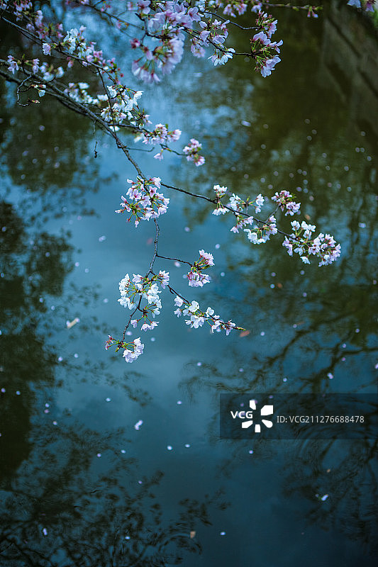 水面上的樱花图片素材