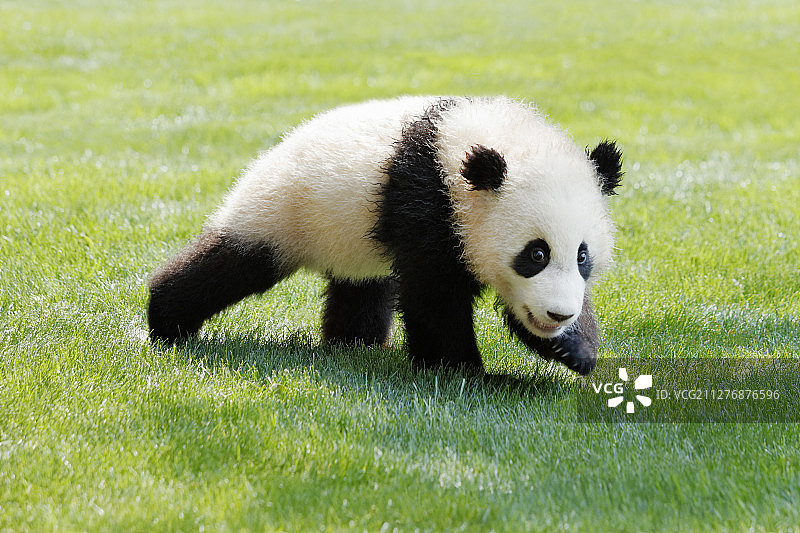 可爱的熊猫图片素材