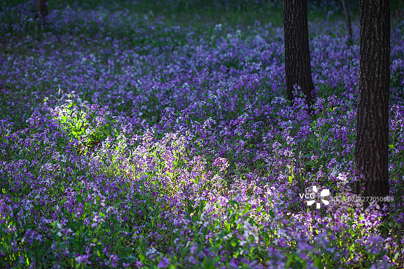 春天二月蓝紫花图片素材