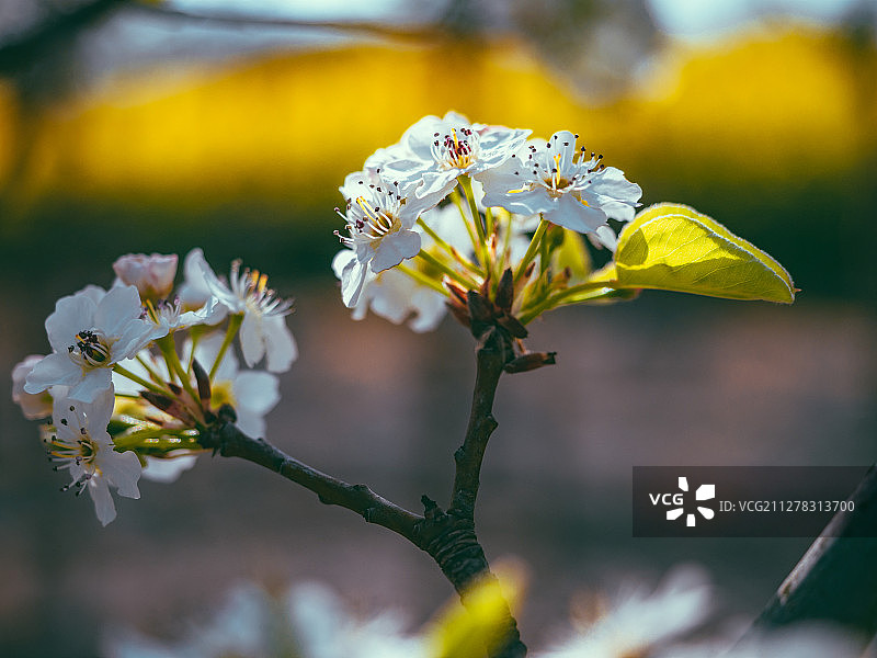春季蓝天下的白色桃花特写近景图片素材