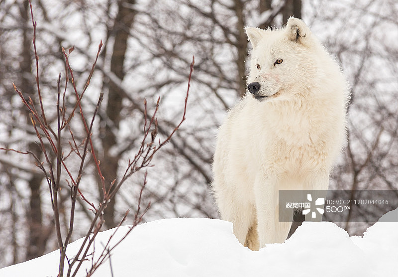 北极狼的冬天图片素材