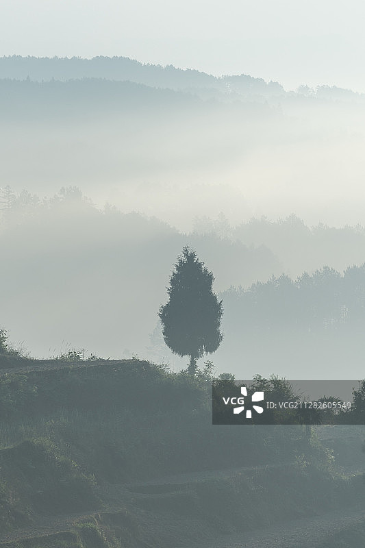 重庆市南川区田园日出云海云雾缭绕树木繁森自然风光图片素材