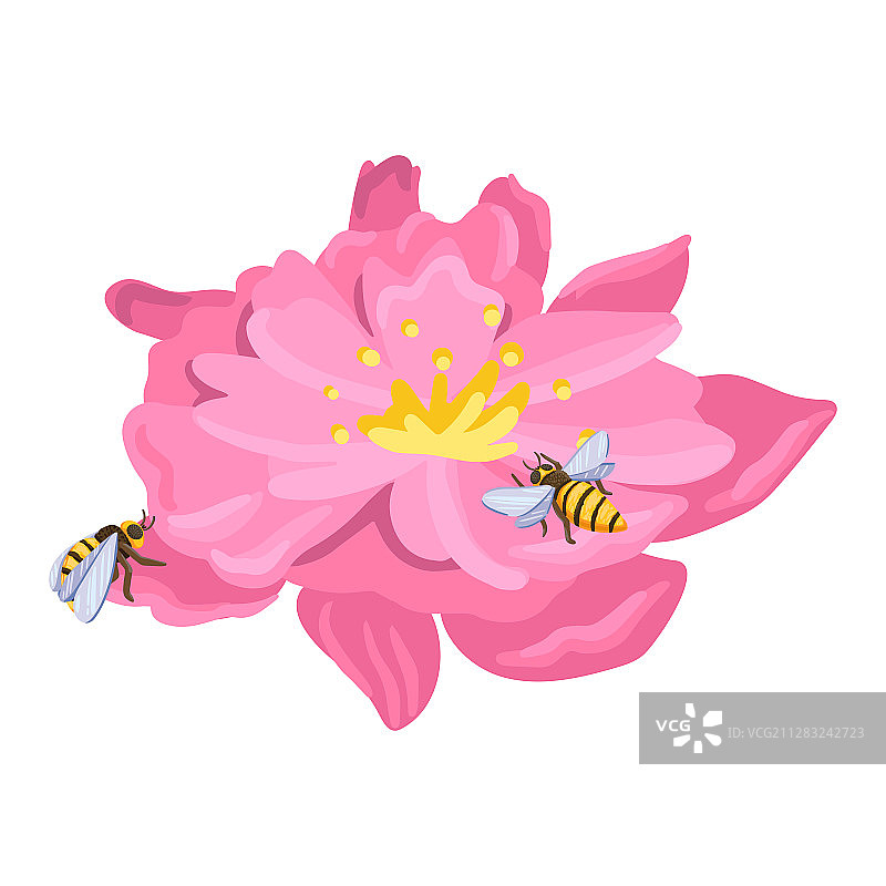 蜜蜂在花上爬来爬去采集花蜜图片素材