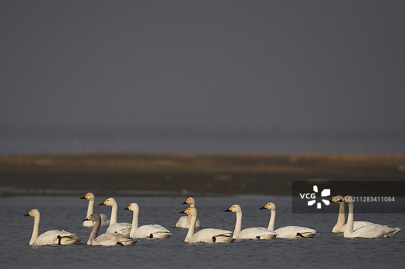 在鄱阳湖过冬的冻原天鹅，中国图片素材