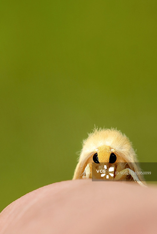 可爱的小精灵—黄蛾图片素材