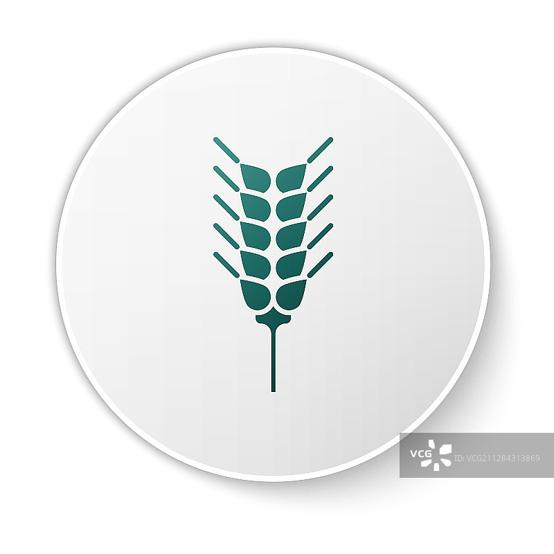 绿色谷物配水稻、小麦、玉米、燕麦图片素材