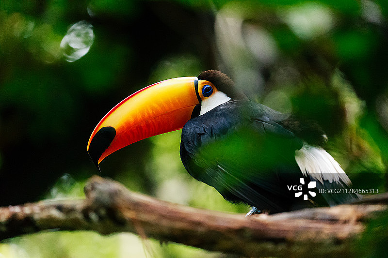 巴西亚马逊雨林大嘴犀鸟图片素材