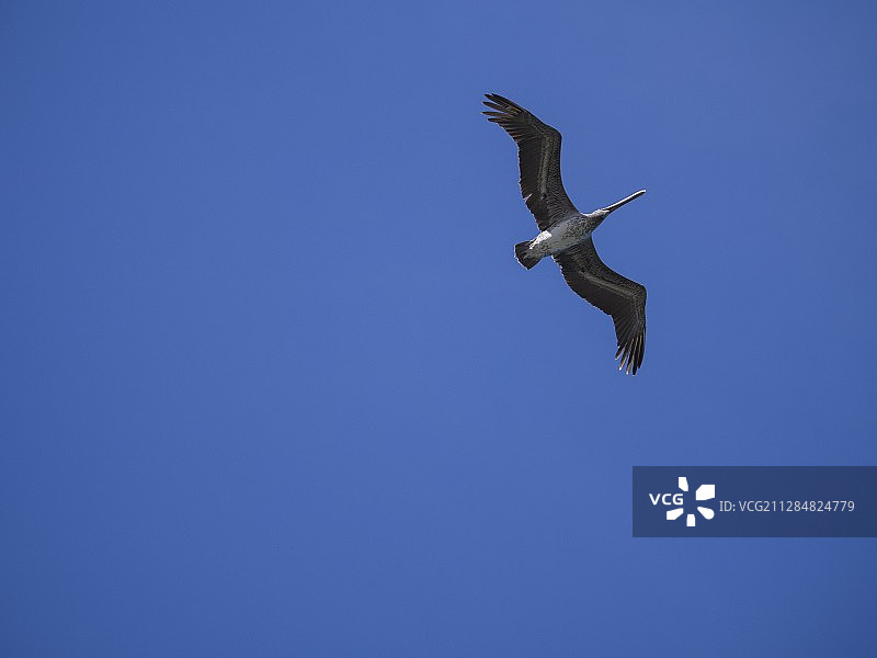 在哥斯达黎加撒丁岛晴朗的天空中，费鸟在飞行模式中图片素材