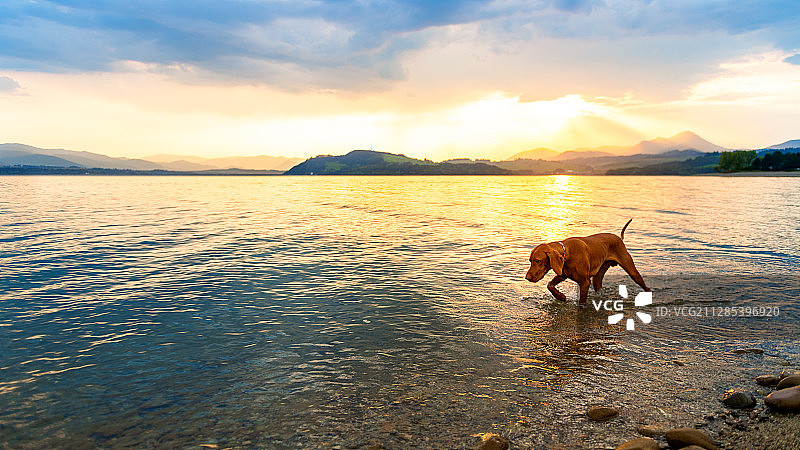 日落时分，一只维兹拉狗走进了大海图片素材