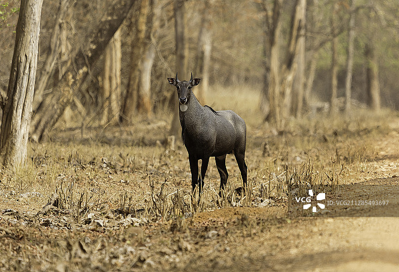 森林中的鹿，瓦罗拉，印度，马哈拉施特拉邦图片素材