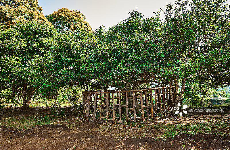普洱茶园千年古茶树图片素材