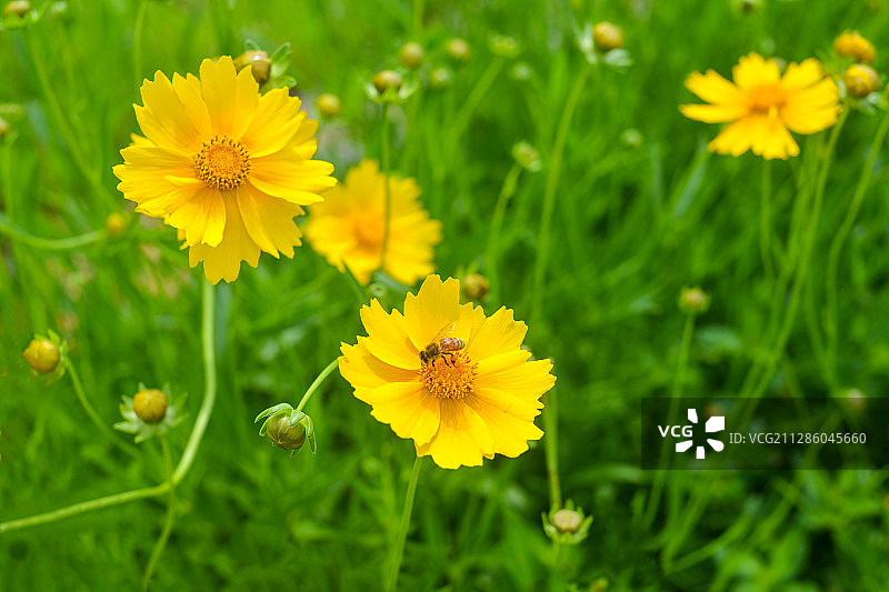 绿色太阳花蜜蜂图片素材