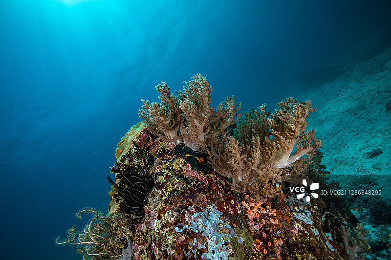 水下的软珊瑚图片素材
