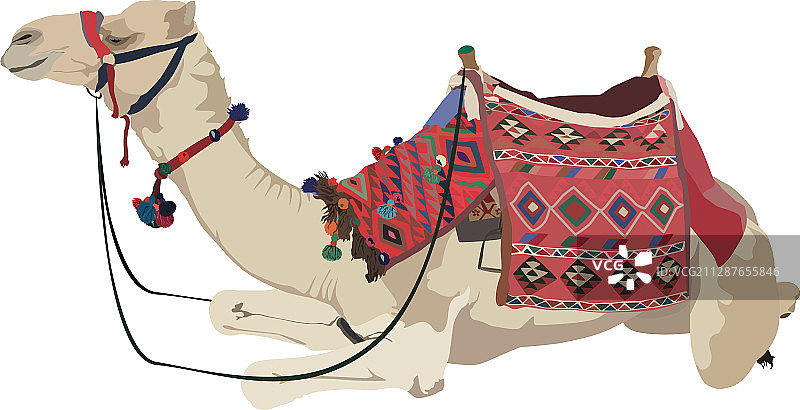 阿拉伯骆驼单峰平孤立图片素材