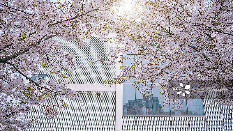 龙美术馆前的樱花图片素材