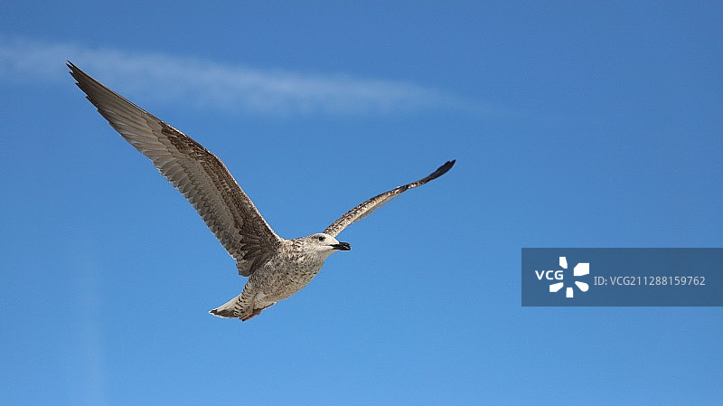 尼斯蔚蓝海岸，海鸥展翅飞翔图片素材