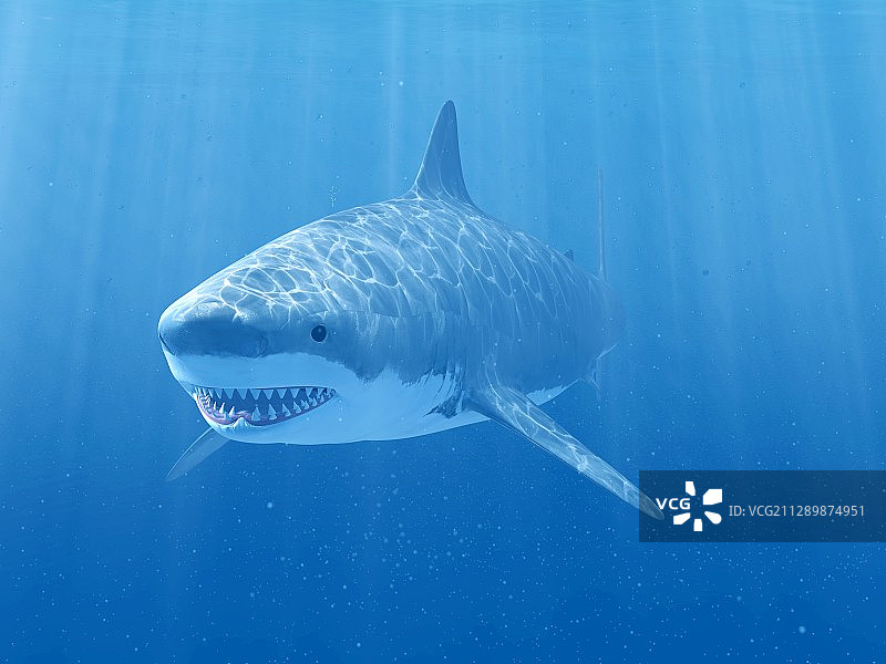 鲨鱼在水下游泳，插图图片素材