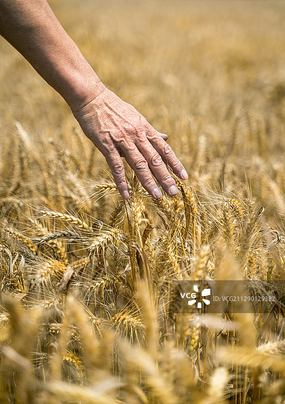 抚摸小麦的手图片素材