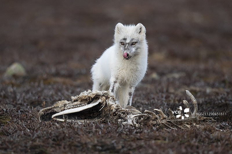 北极狐，拉戈斯群岛，斯瓦尔巴特群岛，斯匹茨卑尔根群岛，北极挪威图片素材