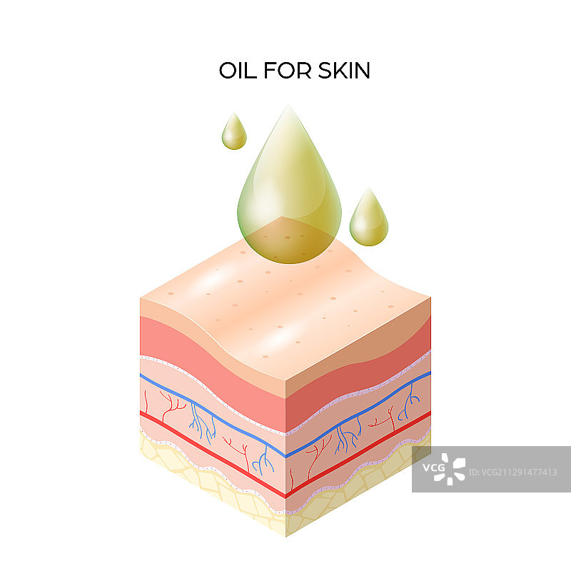 皮肤油横切人体皮肤层图片素材
