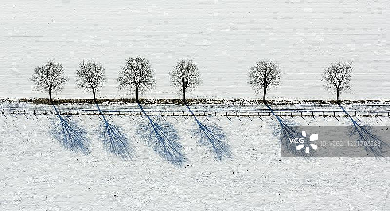 雪中的树木大道，阿尔滕布伦，布里隆，绍尔兰，北莱茵-威斯特伐利亚，德国，欧洲图片素材