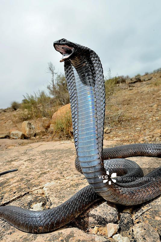 埃及眼镜蛇(Naja haje)，苏地区，非洲摩洛哥图片素材