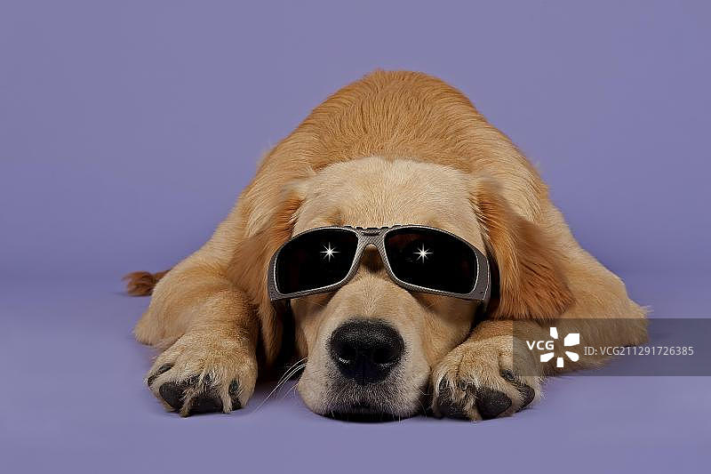 金毛寻回犬，7个月，戴着太阳镜图片素材