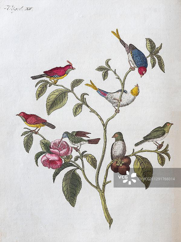 中国小雀鸟(雀形目)和蜂鸟(蜂鸟科)，手工着色铜版雕刻，出自1801年弗里drich Justin Bertuch儿童图画书，魏玛，德国，欧洲图片素材