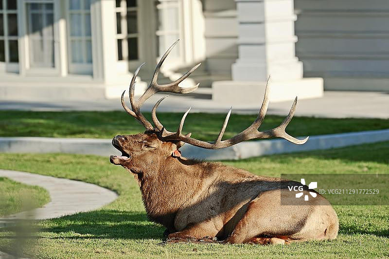 北美怀俄明州黄石国家公园，在发情期，雄麋鹿在屋外鸣叫图片素材