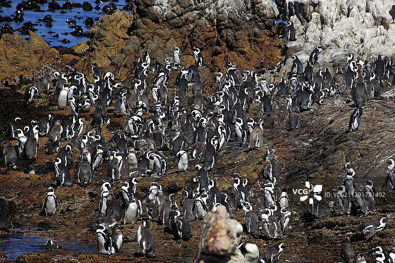 驴企鹅，非洲企鹅或黑脚企鹅(Spheniscus demersus)，殖民地栖息在岩石上，贝蒂湾，西开普，南非，非洲图片素材