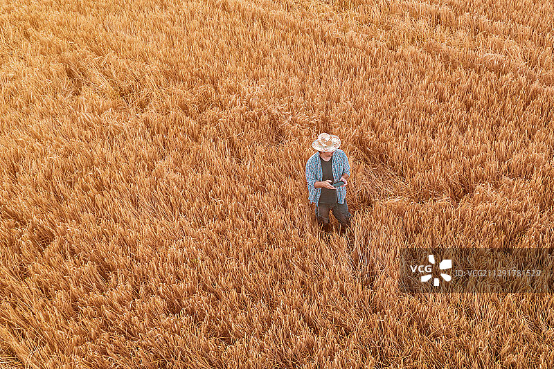 塞尔维亚，诺维萨德，小麦农民在田间用无人机遥控图片素材