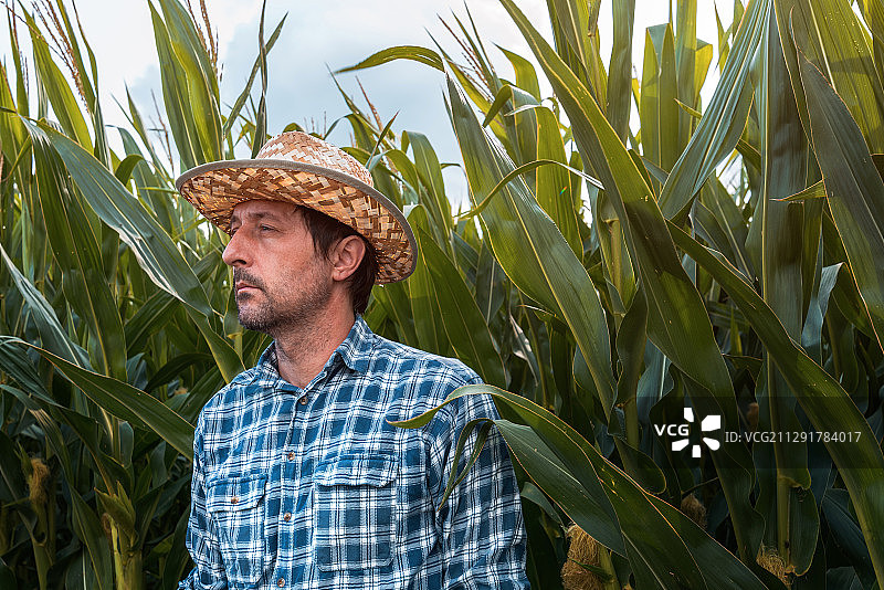 严肃的玉米农民肖像在耕地，诺维萨德，塞尔维亚图片素材