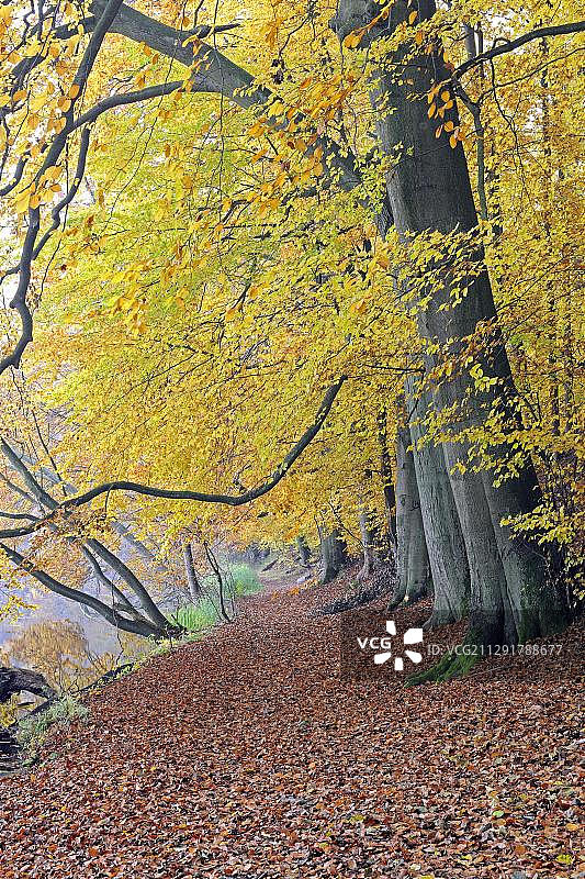 秋色山毛榉的徒步小径(Fagus)，德国勃兰登堡巴克夫Schweiz自然公园图片素材