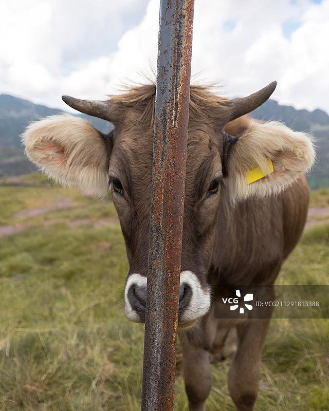 正面的牛在巴戈利诺，伦巴第，意大利图片素材