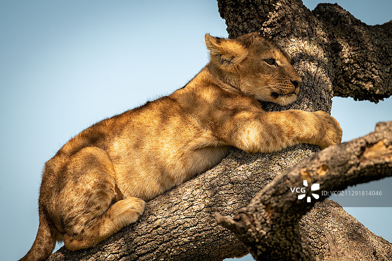 狮子幼崽(狮子)紧抓树枝的特写图片素材