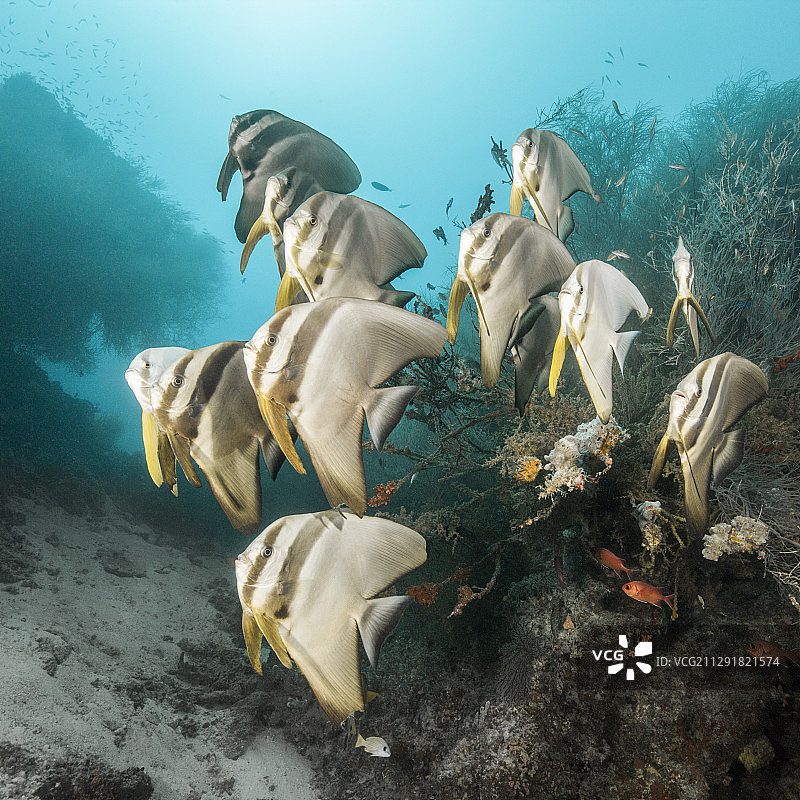 2020年3月2日，马尔代夫，印度洋，Platax teira，南马累环礁，长鳍蝙蝠鱼鱼群图片素材