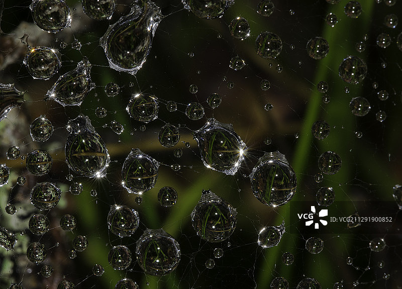 近距离观看覆盖着露珠的蜘蛛网图片素材