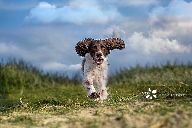 狗在田野里奔跑，汉斯汉姆，丹麦图片素材