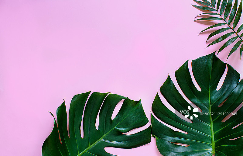 热带怪物和棕榈叶在浅粉色的背景图片素材