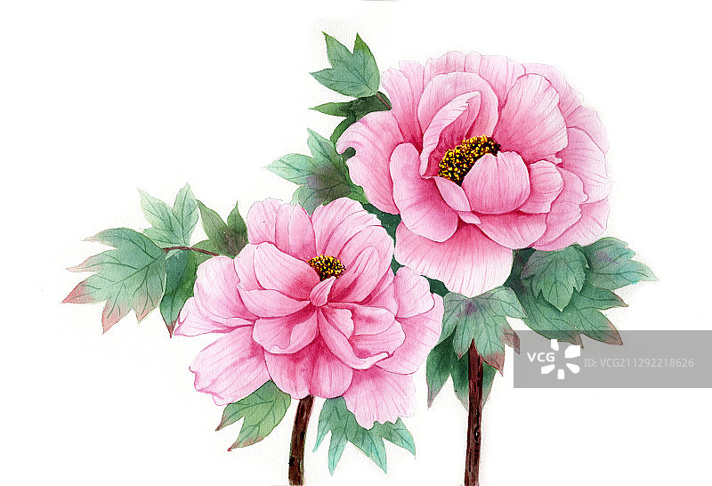 手绘水彩牡丹花植物花卉插画图片素材