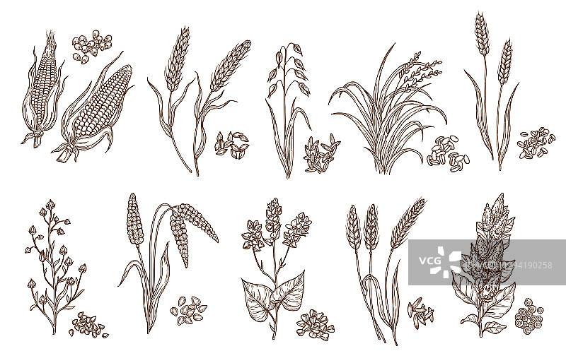 谷类植物谷粒和种子分离草图图片素材