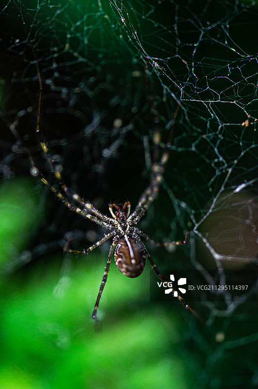 蜘蛛在网上等待猎物的自投罗网图片素材