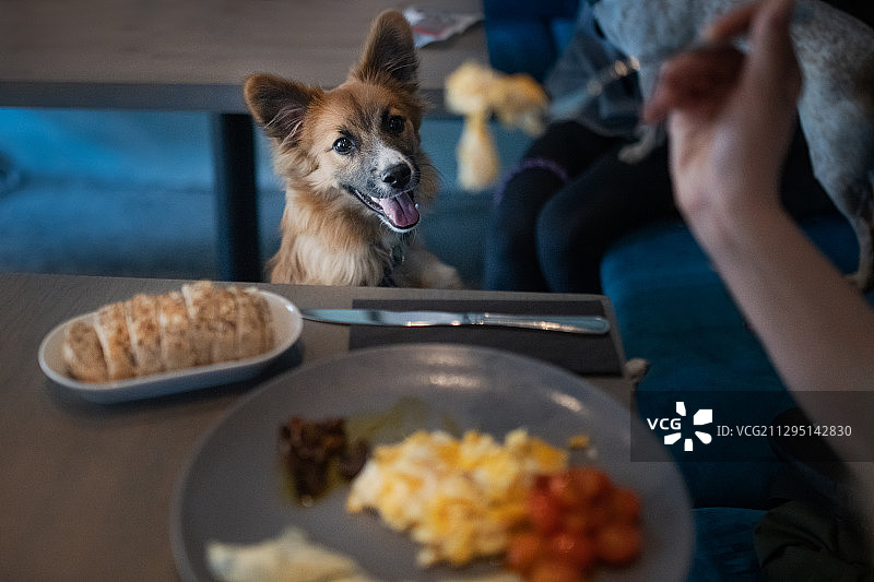 波兰华沙，狗在桌子旁看着人吃饭的特写图片素材