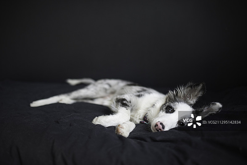 波兰克拉科夫，黑色背景下的狗在床上休息的肖像图片素材